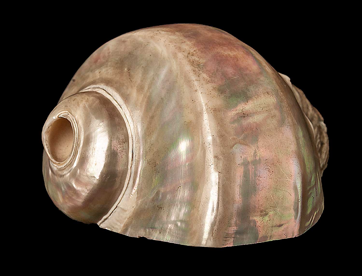 Conch by Daljit Nagra